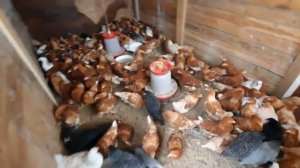 Как выбрать хорошую курочку-несушку?! Выбираем лучшую породу для яйценоскости.