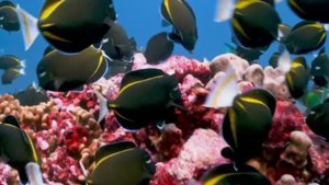 🐢 Потрясающее подводное видео