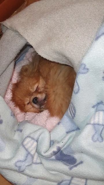 Сладкий сон Крошки, померанский щпиц смотреть онлайн