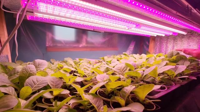 Рассада табака. Разница в росте , дома и на улице! смотреть онлайн