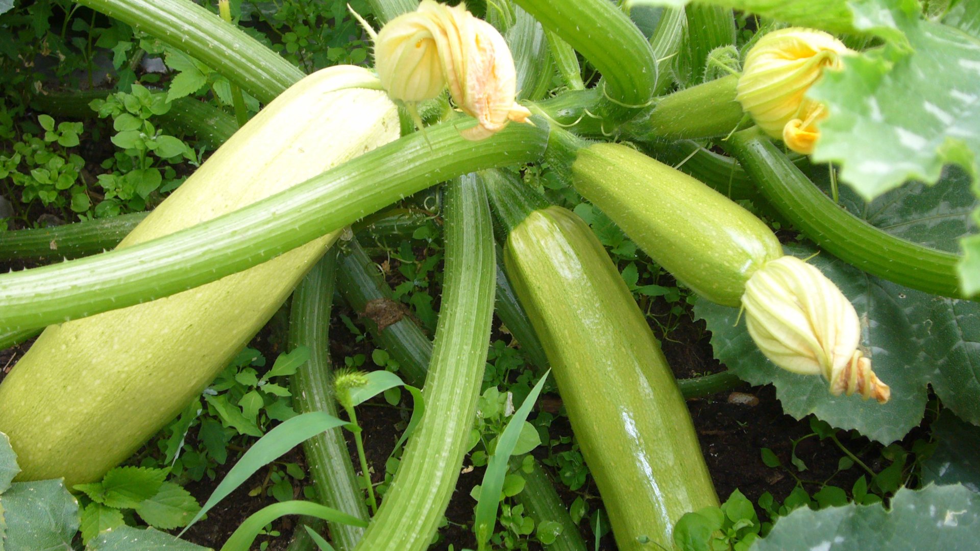 2034..Сегодня,30 апреля, посев огурцов.