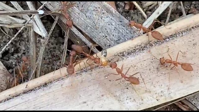 Дикая Индия, Гоа. Нападение муравьёв на термитов смотреть онлайн