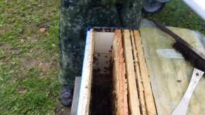 Как ужимать пчёл в зиму При Изоляции  Маток!!!