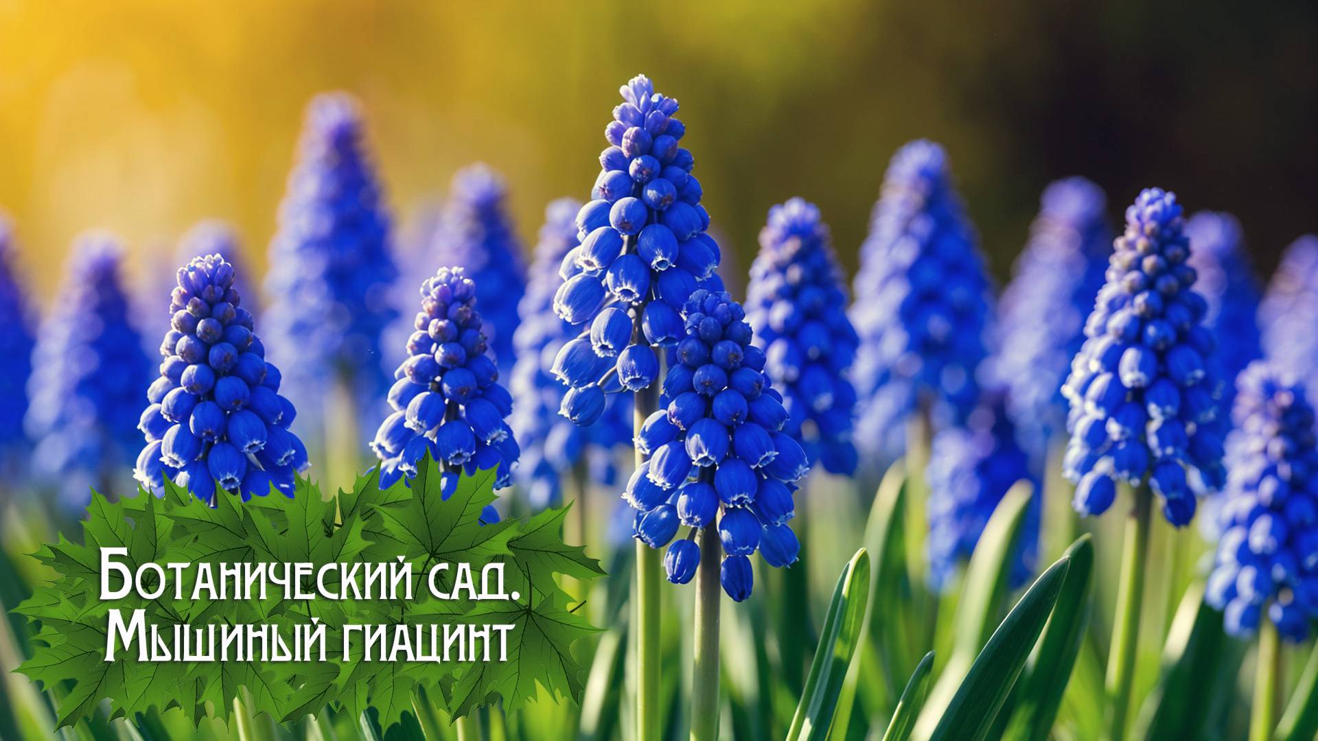 Ботанический сад. Мышиный гиацинт (2025) смотреть онлайн