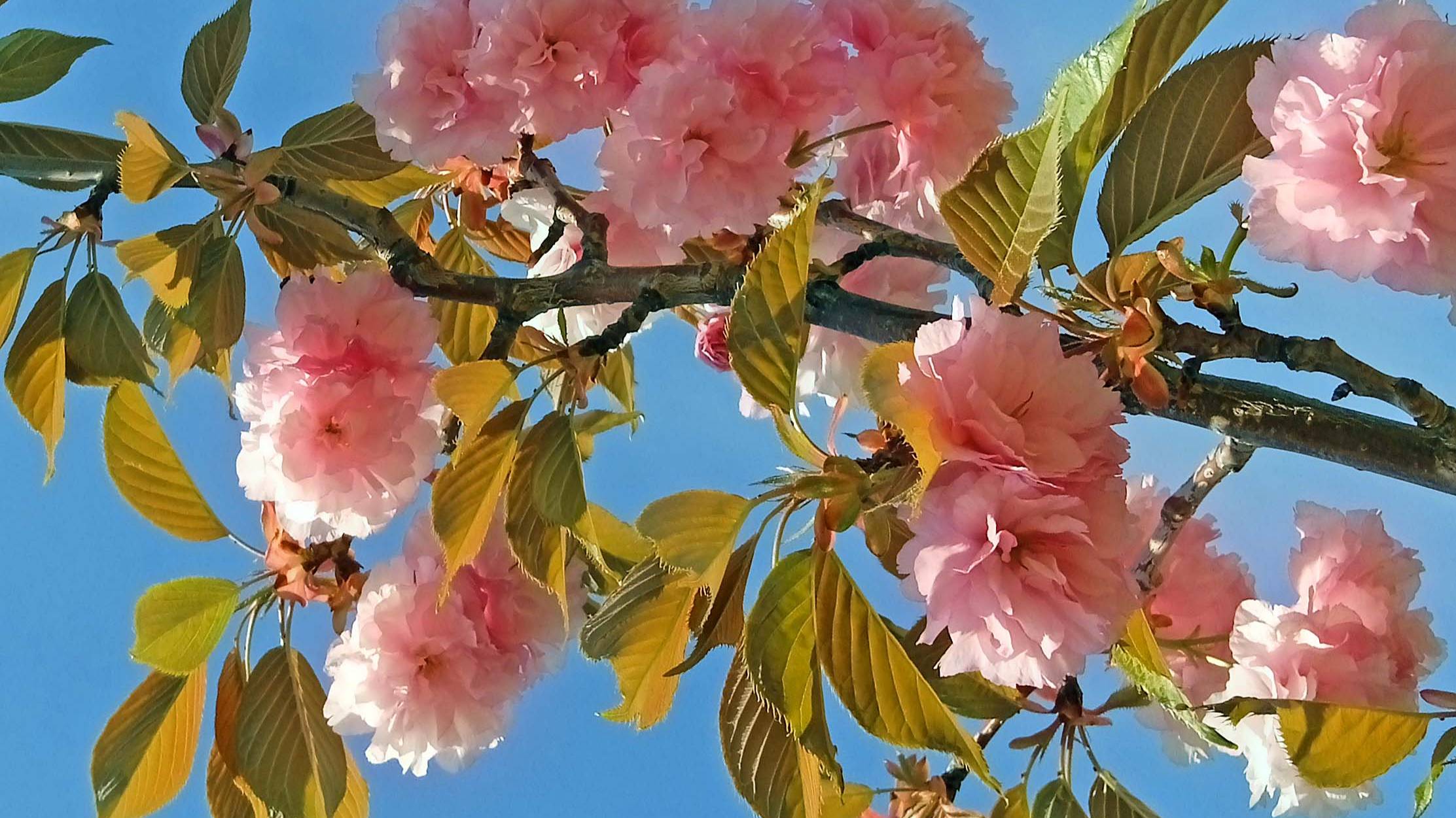 Лепестками... песня на мои стихи