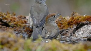 Дикая природа юга. Дикая природа Крыма. Птицы Крыма. Купание славок-черноголовок