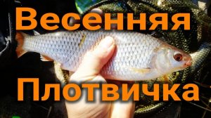 Крупная плотва, удачная рыбалка