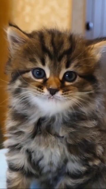 котенок-мейнкун кушает из пипетки #мейнкуны #котята #милота #приколы #рекомендации #rec смотреть онлайн