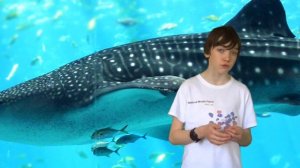 Китовая акула: тайны гигантского \"рыбьего кита\", о которых вы не знали