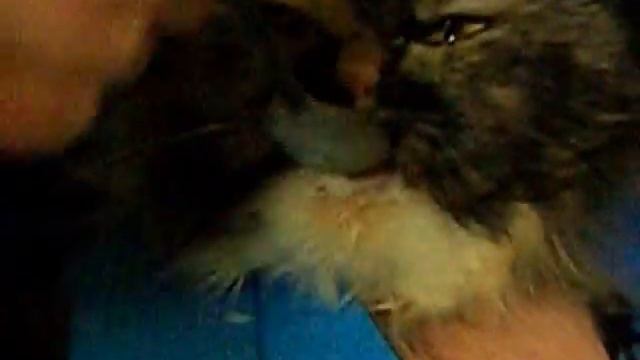 Моя кошка Катя кушает из ложки) смотреть онлайн