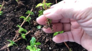 Как укоренить гортензию Френч Болеро деревянными черенками?