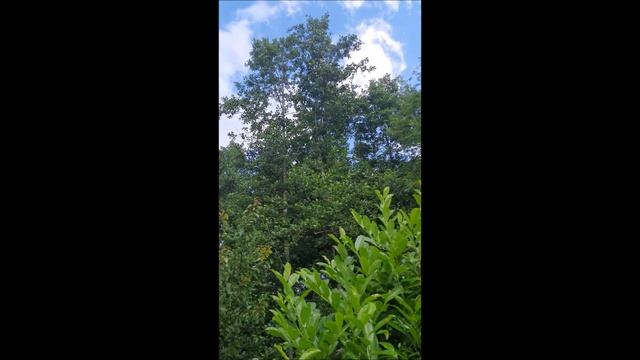 пение птиц и шум Автобана смотреть онлайн