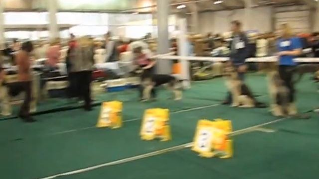 Больше статей и видео на allbestdog.ru смотреть онлайн