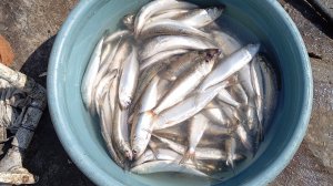 ловим донскую селёдку в апреле