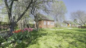 Обзор Тюльпаны на Даче! 🌷🌷🌷