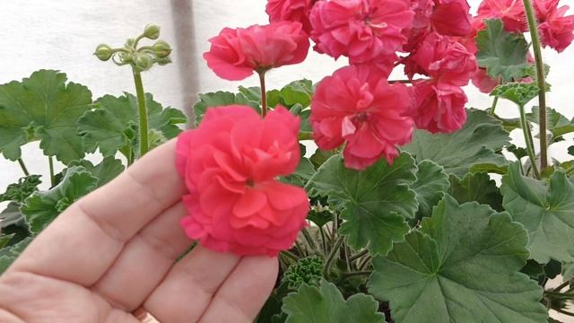 Обзор... смотреть онлайн