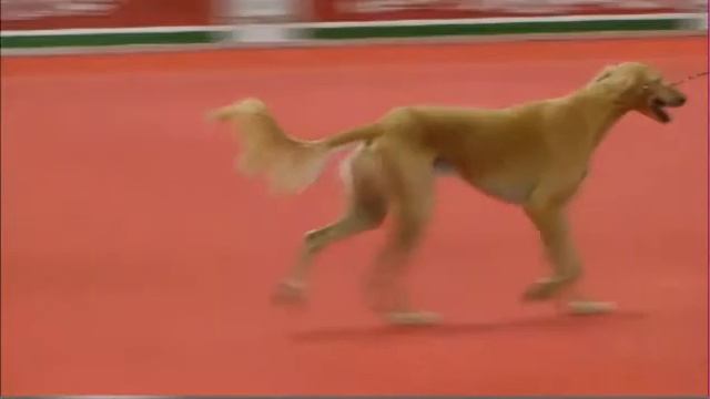 ЧМ 2013 19.05 Best junior 10 gr смотреть онлайн