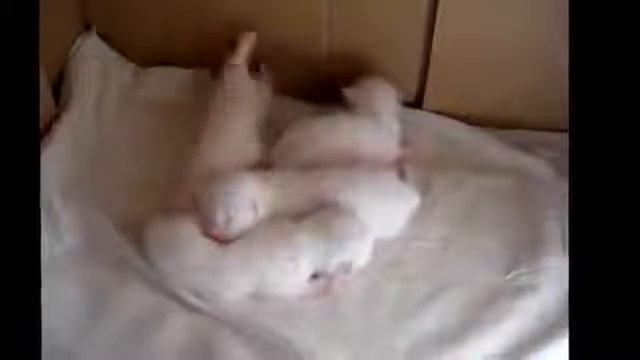 Прикольные кошки Маленькие Котята остались одни Забавно смотреть!! смотреть онлайн