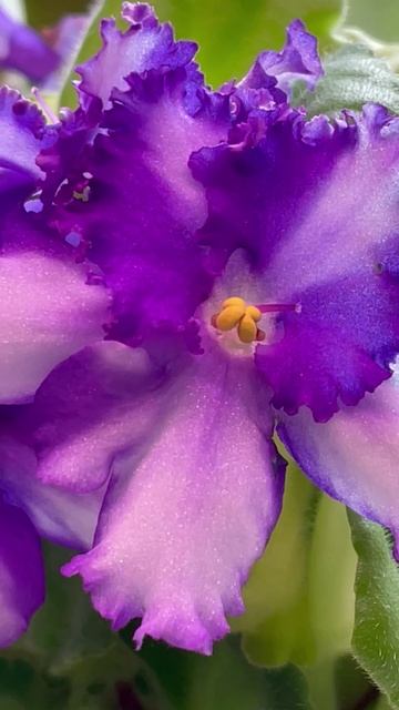 Цветение фиалки