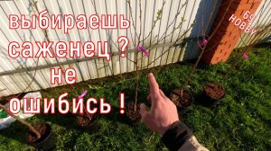 Как выбрать САЖЕНЕЦ! На что нужно обращать внимание!