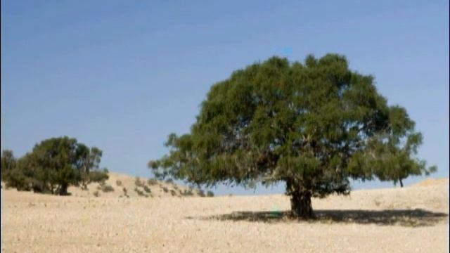 The Shopping Channel launches Argan Magic Moroccan Beauty Secrets смотреть онлайн