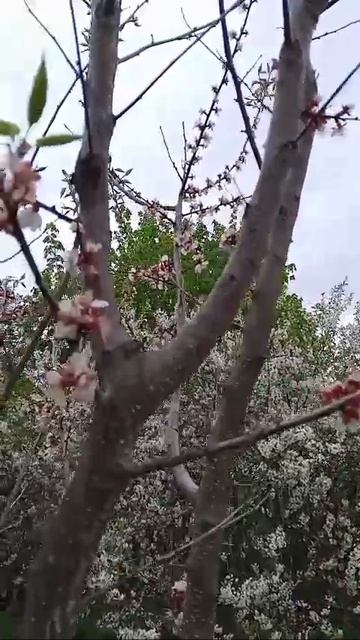 🏡сад смотреть онлайн