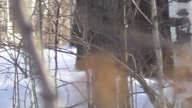 Охота на косулю и куницу сезон 24-25г. смотреть онлайн