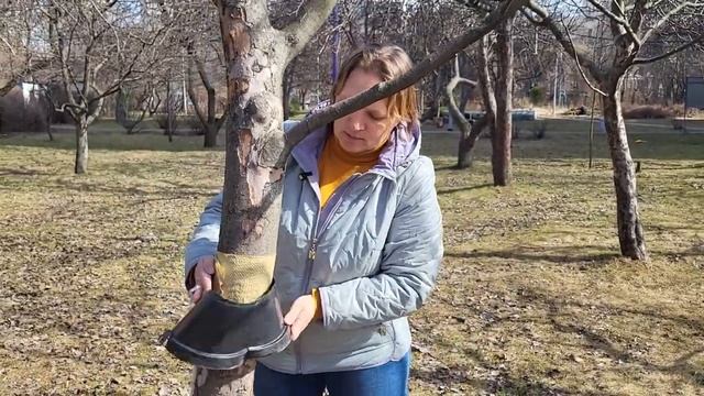 Как сделать ЭФФЕКТИВНЫЙ ЛОВЧИЙ ПОЯС от вредителей на плодовых деревьях.mp4 смотреть онлайн