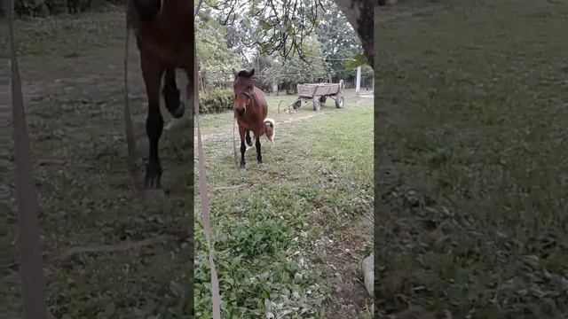хаски против лошади (боня хаски) смотреть онлайн
