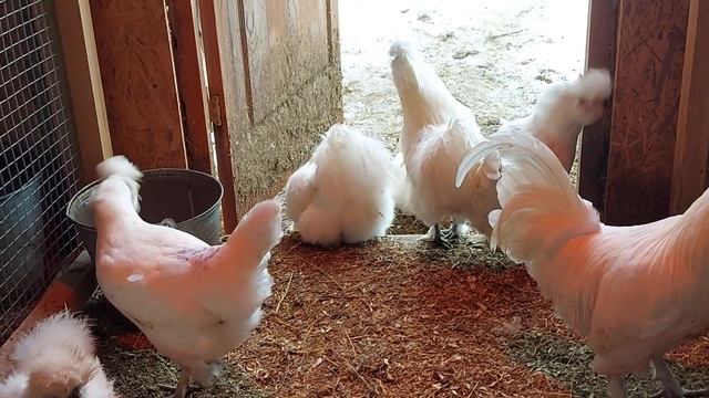 ЛУЧШИЕ ПОРОДЫ КУР НЕСУШЕК ДЛЯ СЕМЬИ И РАЗВЕДЕНИЯ ЯИЦ в 2025 году смотреть онлайн