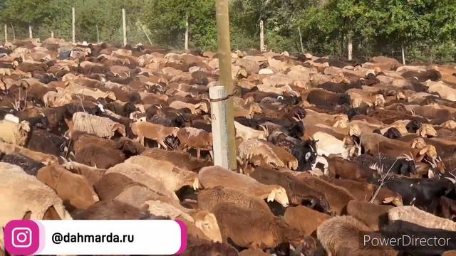 Гиссарские овцы и аборигенные САО Таджикистана саги дахмарда, чабана Азимкула из селения Дарг смотреть онлайн