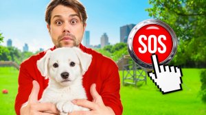 Нажми, чтобы Спасти Собаку !