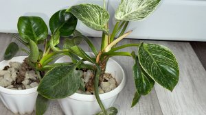 Филодендрон Биркин - пересадка, правильный уход, полив