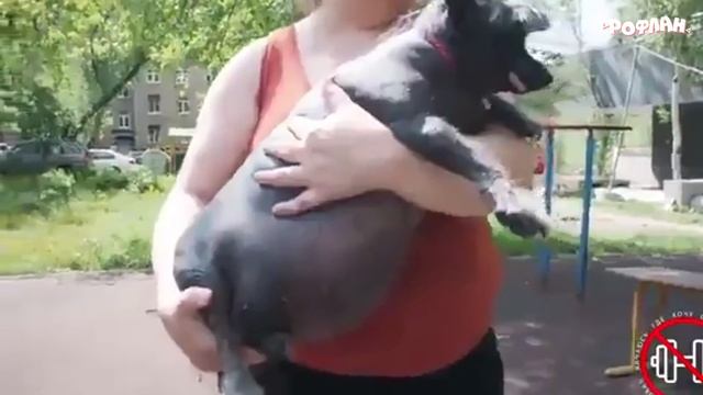 ЗАСМЕЯЛСЯ ПРОИГРАЛ ЛУЧШИЕ ПРИКОЛЫ СЕНТЯБРЬ 2019 смотреть онлайн