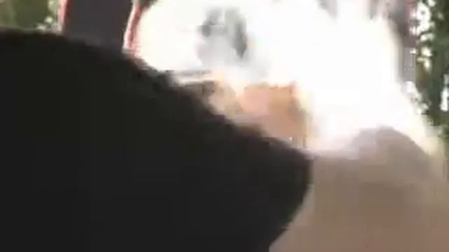 14--Я же тоже почти собака.mp4 смотреть онлайн