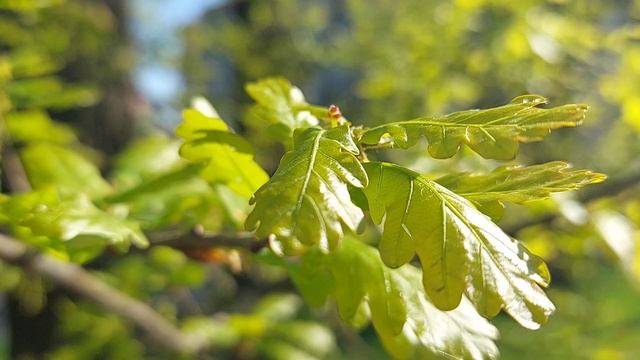 Смыслом жизни является созидание, а не разрушение. Леонардо да Винчи