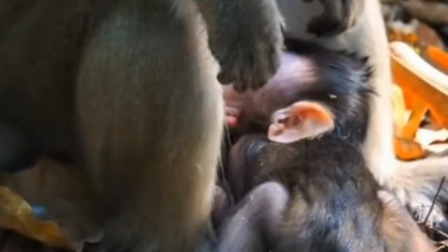 Baby Monkey скандалит, кричит, плачет, потому что .... 1000002231.mp4 смотреть онлайн
