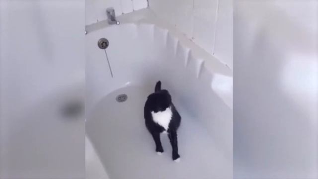 Я РЖАЛ ПОЛ ЧАСА СМЕШНЫЕ И ПРИКОЛЬНЫЕ ЖИВОТНЫЕ , КОТЫ, СОБАКИ УГАРНЫЕ ПРИКОЛЫ. смотреть онлайн