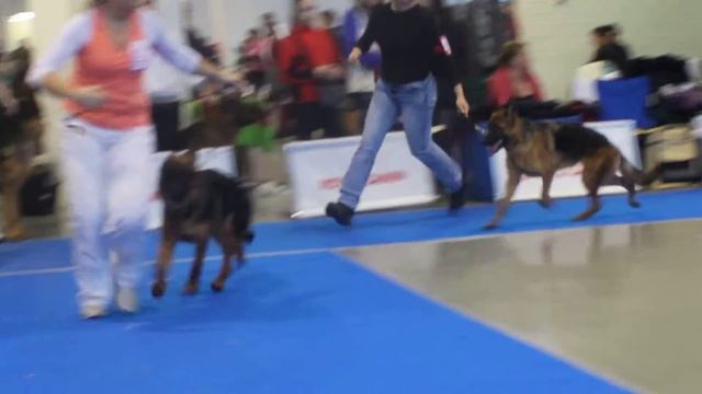 Выставка Невский Победитель и Кубок Президента САСIB овчарка 1 смотреть онлайн