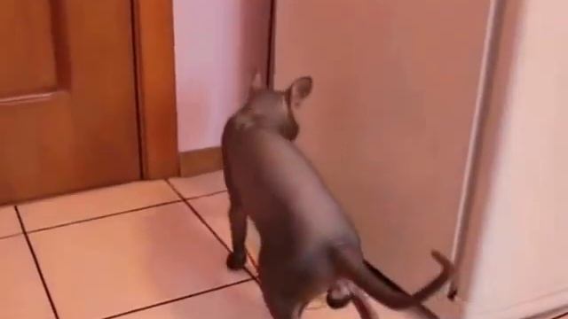 Смешное видео!!! ГОВОРЯЩИЙ КОТ!!! Как дела Нормаально! смотреть онлайн