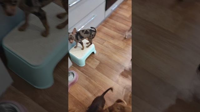 Щенки мраморные. Питомник 