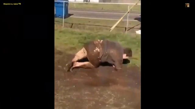 Приколы!!! Я ржал 6 минут до слёз.(Лучшая видео сборка!!!) смотреть онлайн