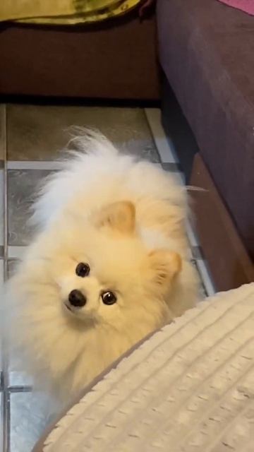 #шпиц джонни смотреть онлайн