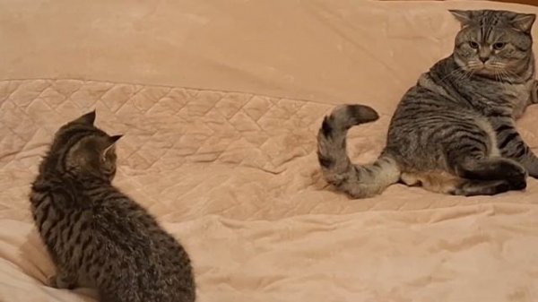 Шотландский Кот Макс и его вредная Дочь/Cat and his mischievous daughter#animals #scottishfold