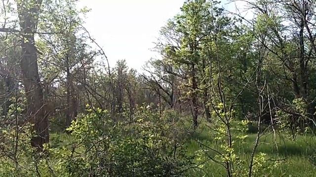 сальск дубки роща смотреть онлайн