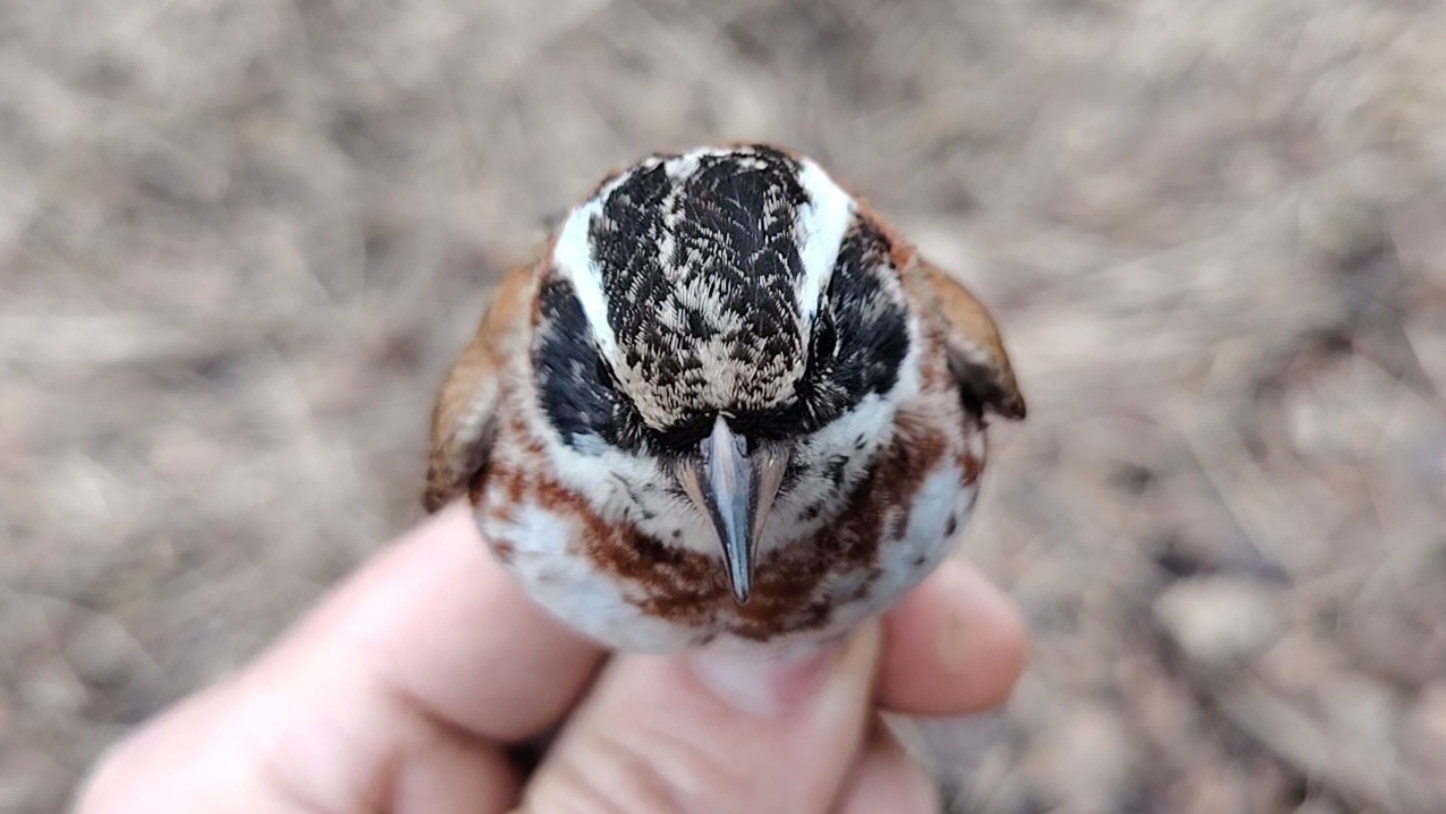 Ловля птиц (овсянка ремез/чижи) смотреть онлайн
