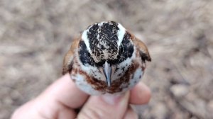 Ловля птиц (овсянка ремез/чижи)