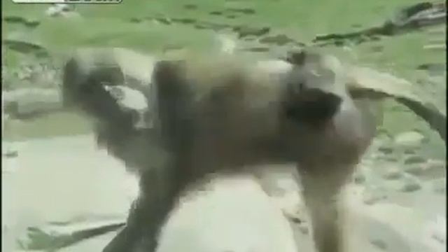 Видео смешные дети и животные забавные дети, дикие и домашние животные смотреть онлайн