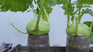 Выращивание капусты кольраби необычным способом