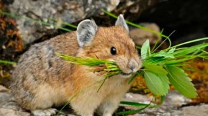 Как избавиться от грызунов на дачном участке. Старый проверенный временем способ.